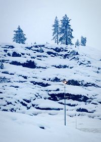 Snow covered trees on field