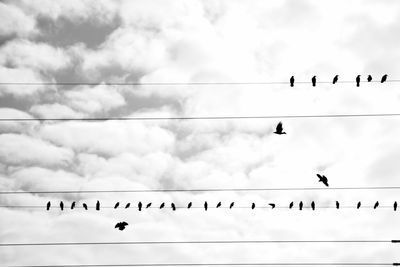 Low angle view of silhouette birds flying against sky