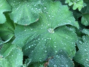 Close-up of raindrops on leaf