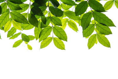 Close-up of leaves against white background