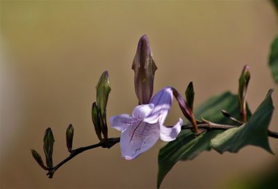 Close-up of purple flowering plant