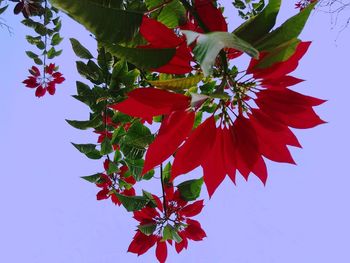 Low angle view of red flowers