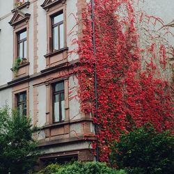 Building with trees in background