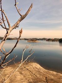 Bare tree by lake against sky