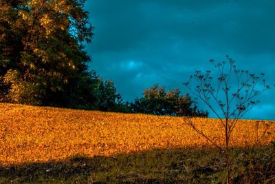 Scenic view of field against sky at night