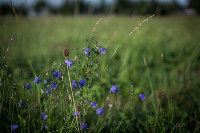 Close-up of purple flowering plants on field