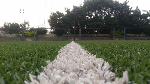 Plants growing on field against sky