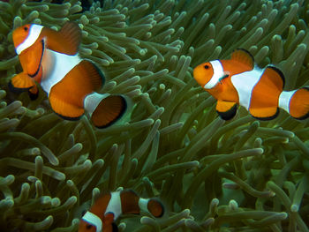 View of fish swimming in sea