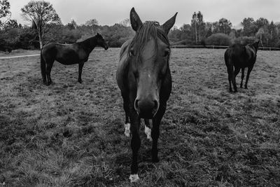 Horses standing in ranch