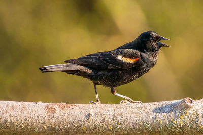 Red winged blackbird on a branch