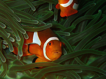 Close-up of orange fish in swimming pool