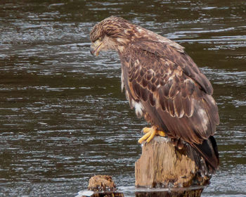 Bird in water