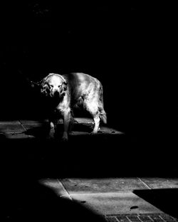 Dog on floor against black background