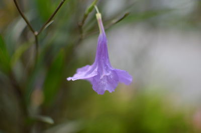 Close-up of purple flowering plant