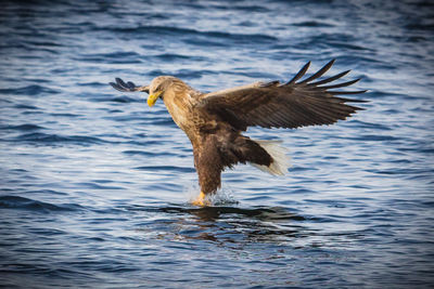 Eagle flying over lake