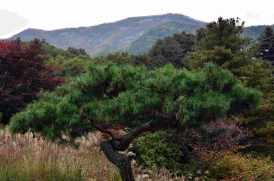 Scenic view of trees and mountains against sky