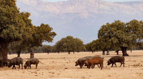 Horses on a field