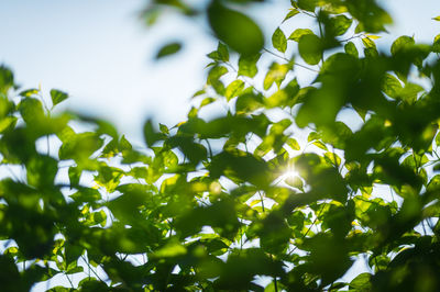 Low angle view of leaves on tree against sky