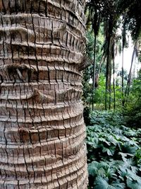 Close-up of tree trunk in forest