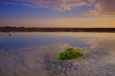 Reflection of clouds in sea at sunset