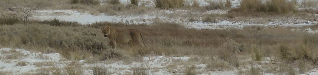 Snow covered trees in forest