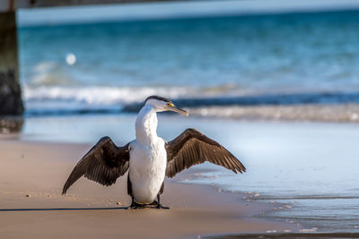 Cormorant perching at beach