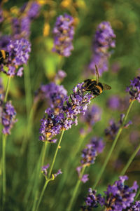 Close-up of bee pollinating on lavender