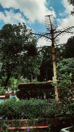 Low angle view of flowering plants in park against sky