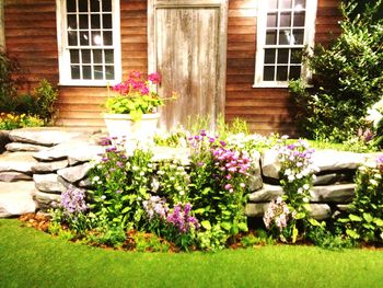 Pink flowers growing in front of house