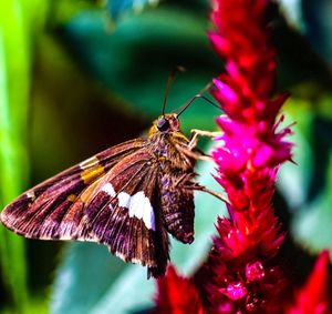 Close-up of butterfly pollinating on purple flower