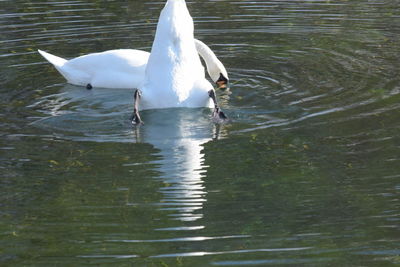 Swan on lake