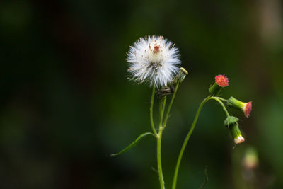 Close-up of white dandelion flower