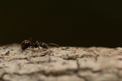 Close-up of ant