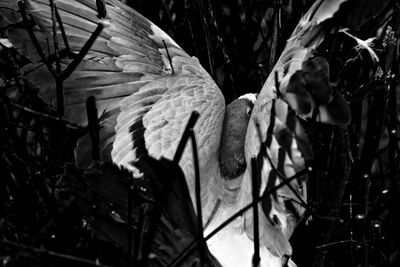 Close-up of lizard on tree