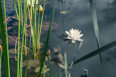 Close-up of flowers blooming in lake