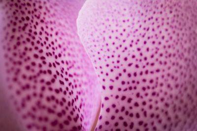 Full frame shot of pink leaf