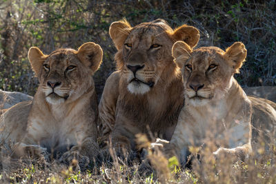 Male lion lies staring between two females