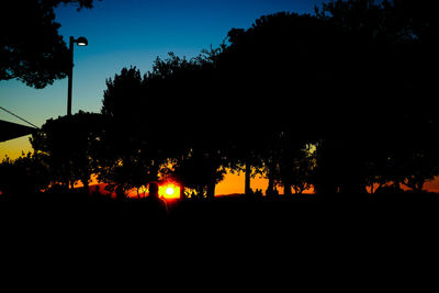 Silhouette of trees at night