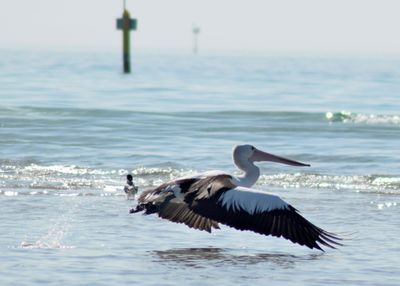 Seagull flying over sea