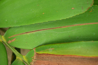 Close-up of green insect on leaves