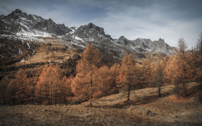 Plants growing on land against sky during autumn