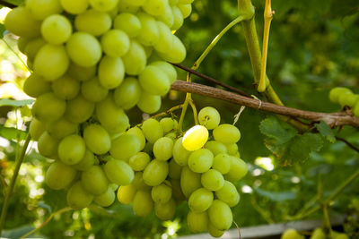 Close-up of grapes growing on tree