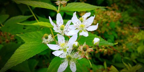 Close-up of white flowers on plant