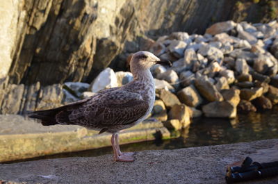 Close-up of bird perching on retaining wall