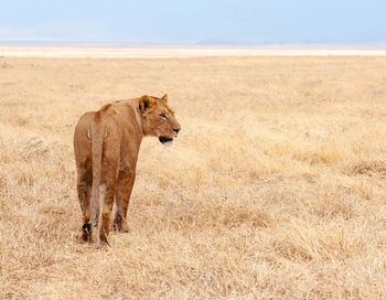 Lioness standing on field