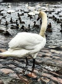 Close-up of swan swimming on lake