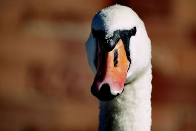 Close-up of swan