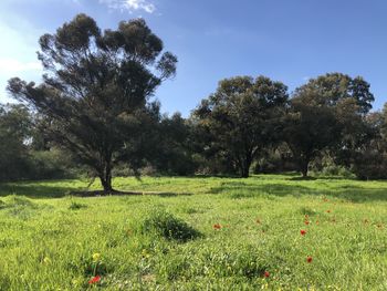 Scenic view of trees on field against sky