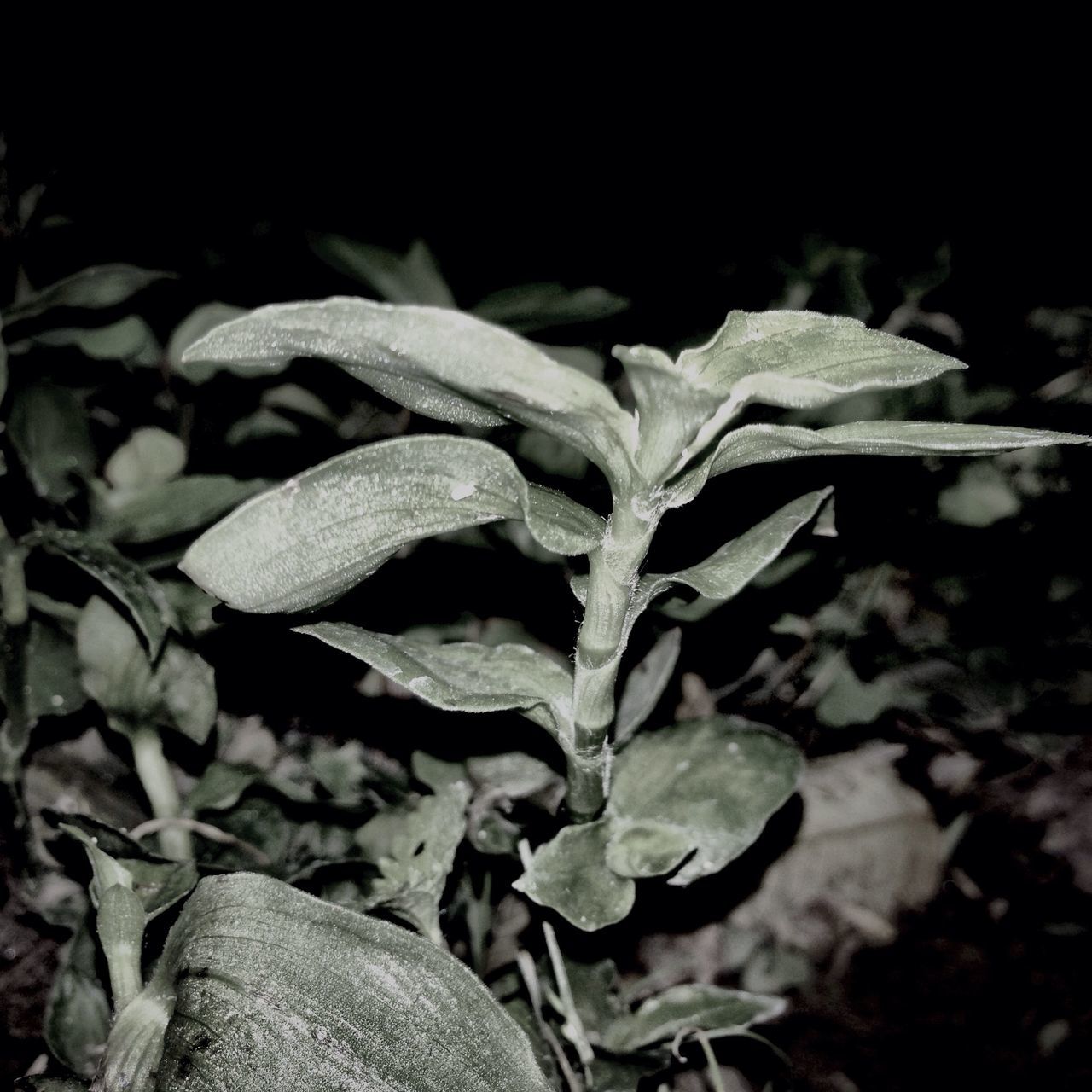 leaf, plant, close-up, growth, nature, leaves, focus on foreground, day, outdoors, dry, part of, field, beauty in nature, sunlight, selective focus, unrecognizable person, personal perspective