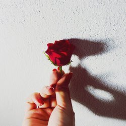 Cropped hand of person holding flower